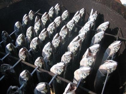 Zeevissen bij Botenclub Bergen